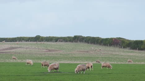 sheep and lambs grazing in a green field