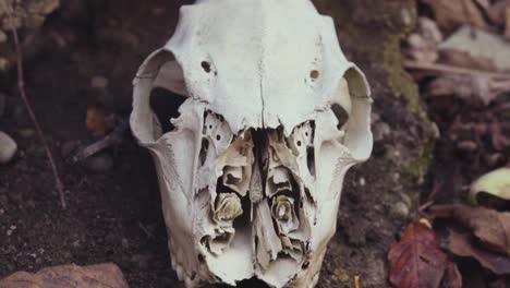 a shattered deer skull in its eternal resting place deep within a forest in northern michigan