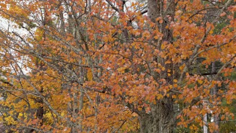 orange and red new england fall tree, leaves blowing in the wind 4k 60fps