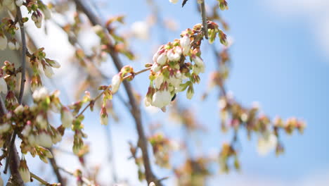 a bumblebee crawling across a cherry blossom branch