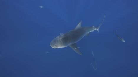 topdown view of bull shark swimming in clear blue ocean water