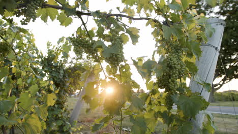 Magníficas-Imágenes-De-Vid-De-Viñedo-Con-Hermosos-Racimos-De-Uvas-Verdes