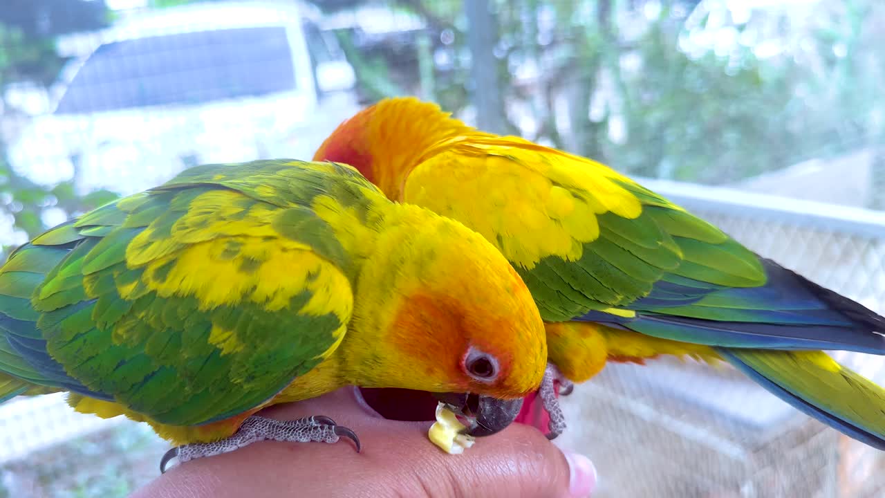 두 마리의 무새 가 한 손 에 음식 을 나누고 있다