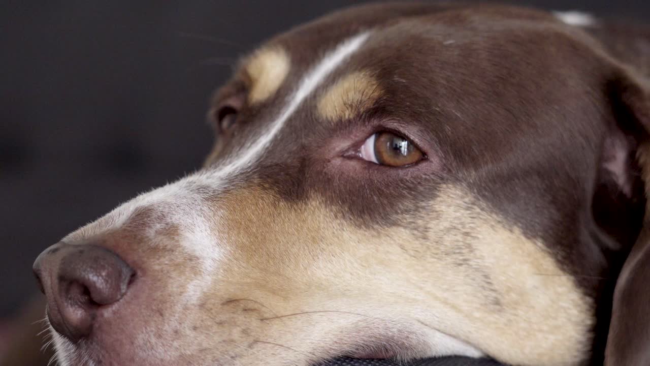 primer plano de los ojos de un perro triste mientras está solo en casa