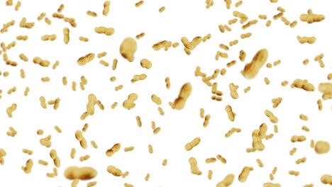 volando muchos cacahuetes en fondo blanco. cacahuetes crudos. cacahuete en conchas. alimentos orgánicos saludables. animación de bucle 3d de la rotación de semillas.
