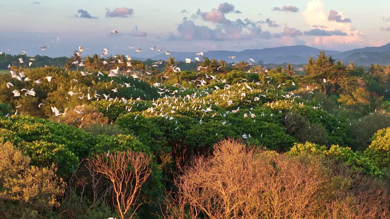 Aerial view of white egret bird flying and perching on the green treetop. Wildlife of heron bird.