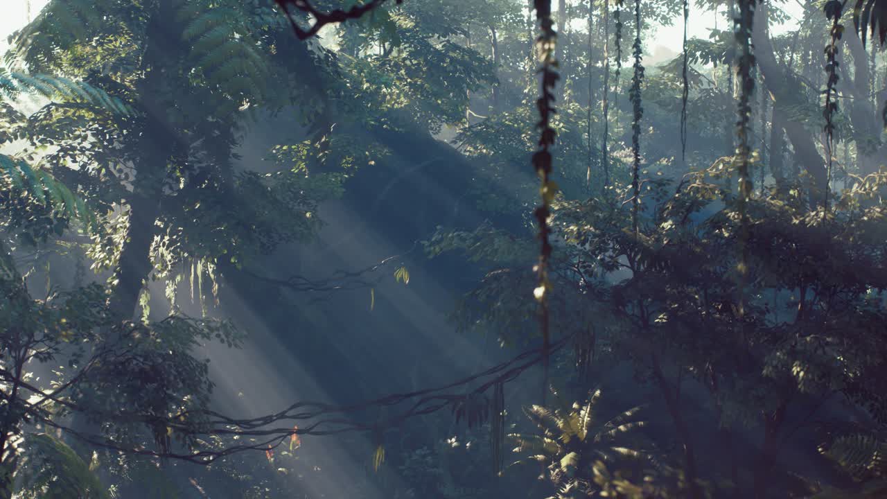 Misty jungle rainforest in fog