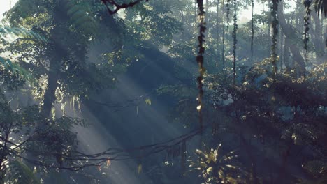Misty-jungle-rainforest-in-fog