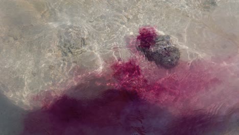 detwah, socotra, yemen - una patata de mar libera una nube de tinta en el agua de una laguna poco profunda - de mano