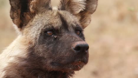 Close-up-of-African-Wild-Dog-listening-for-pray