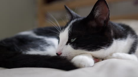 domestic cat asleep and resting on bed
