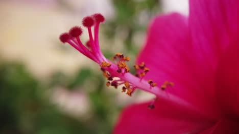 Hibiskusblütenmakro-Bewegt-Sich-Im-Wind-Mit-Sichtbaren-Pollenkörnern-Und-Verschwommenem-Hintergrund