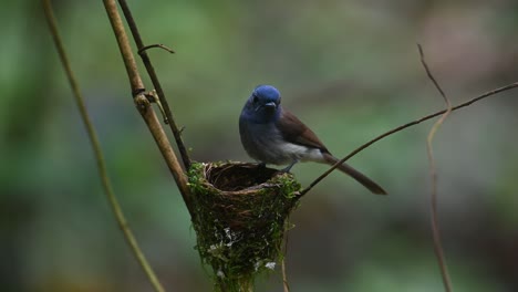 Schwarznackenschnäpper,-Hypothymis-Azurea,-Thailand