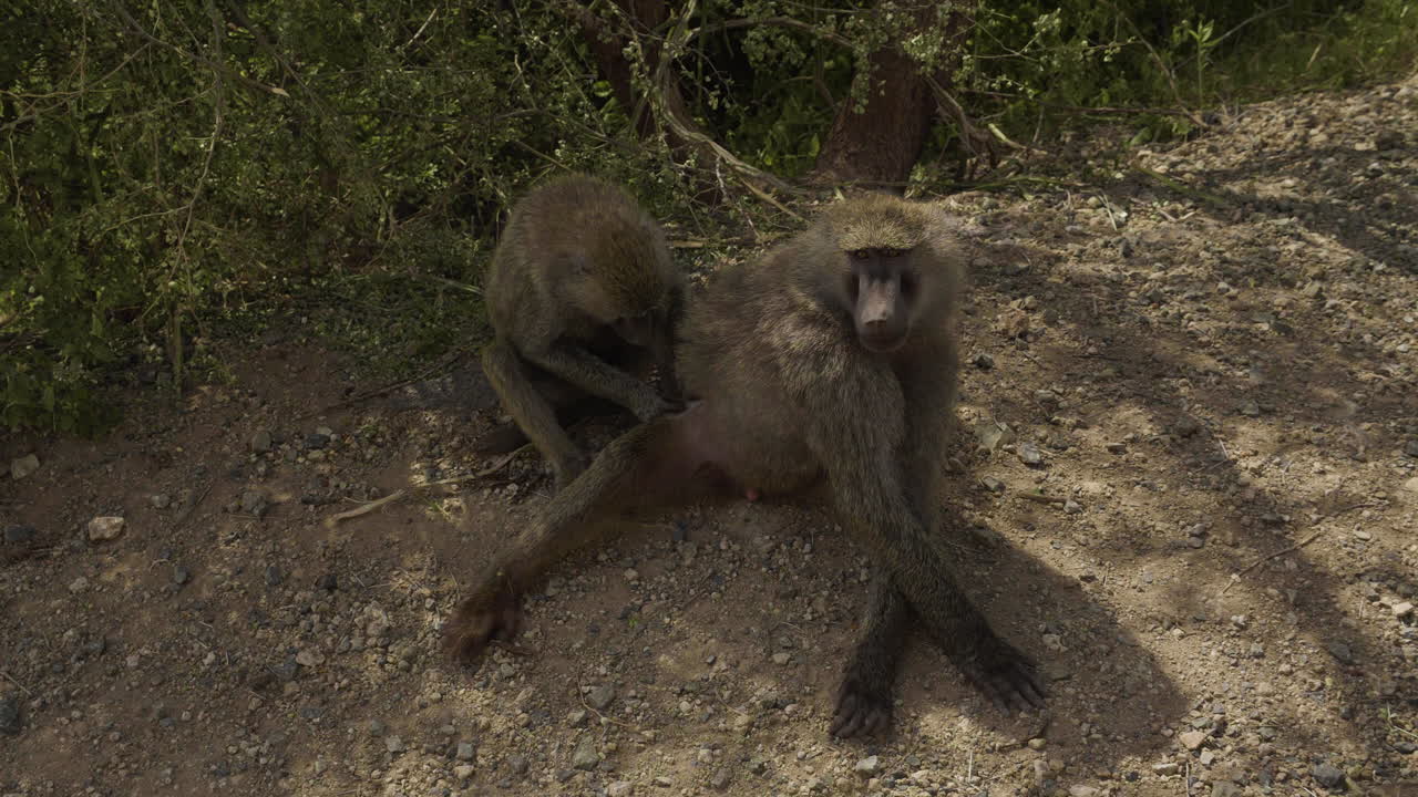 dos babuinos sentados al lado de la carretera en el área de conservación de ngorongoro, tanzania