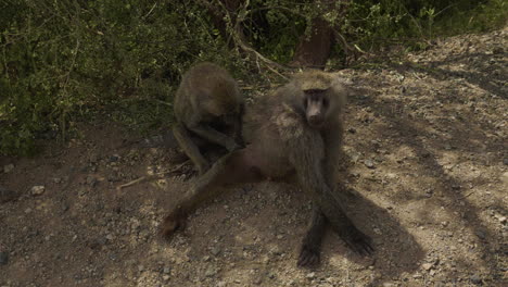 Two-baboons-sitting-on-the-side-of-the-road-in-Ngorongoro-conservation-area,-Tanzania