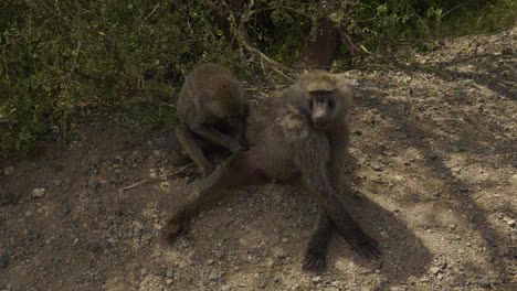 two baboons sitting on the side of the road in ngorongoro conservation area, tanzania