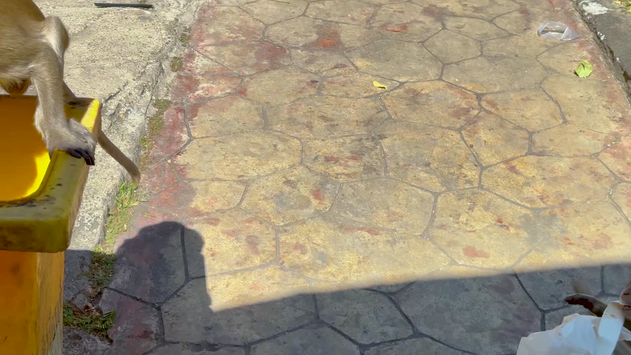 원이 가 음식 을 찾기 위해 쓰레기통 을 탐사 한다