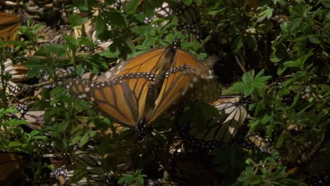 sea testigo del cortejo íntimo de dos mariposas monarca mientras se involucran en una delicada danza de amor y conexión.