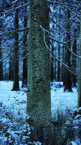 snow covered forest