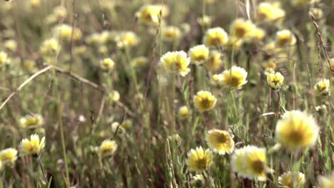 yellow flowers in a windy day