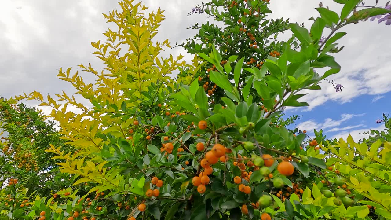 Bright orange berries on a lush green shrub under a partly cloudy sky. Vibrant colors and natural lighting enhance the garden scene