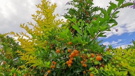 bright orange berries on a lush green shrub under a partly cloudy sky. vibrant colors and natural lighting enhance the garden scene