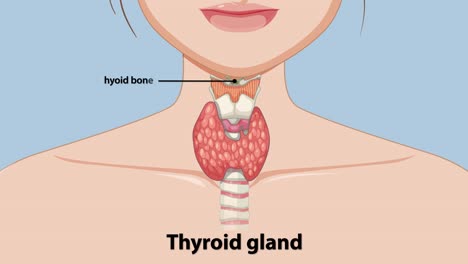 detailed thyroid gland anatomy and labeling