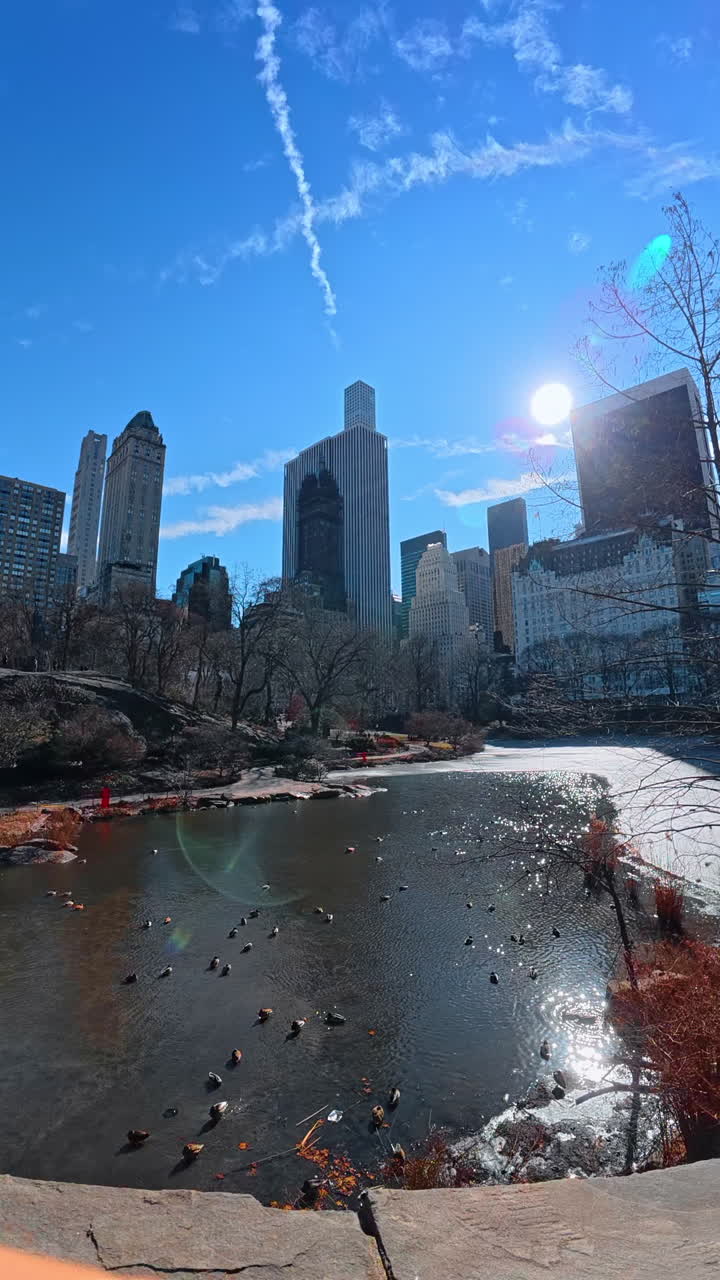 Mallard duck on the pond of the Central Park, New York, USA. Bright sun shines in the blue sky among the high-rises. Vertical video
