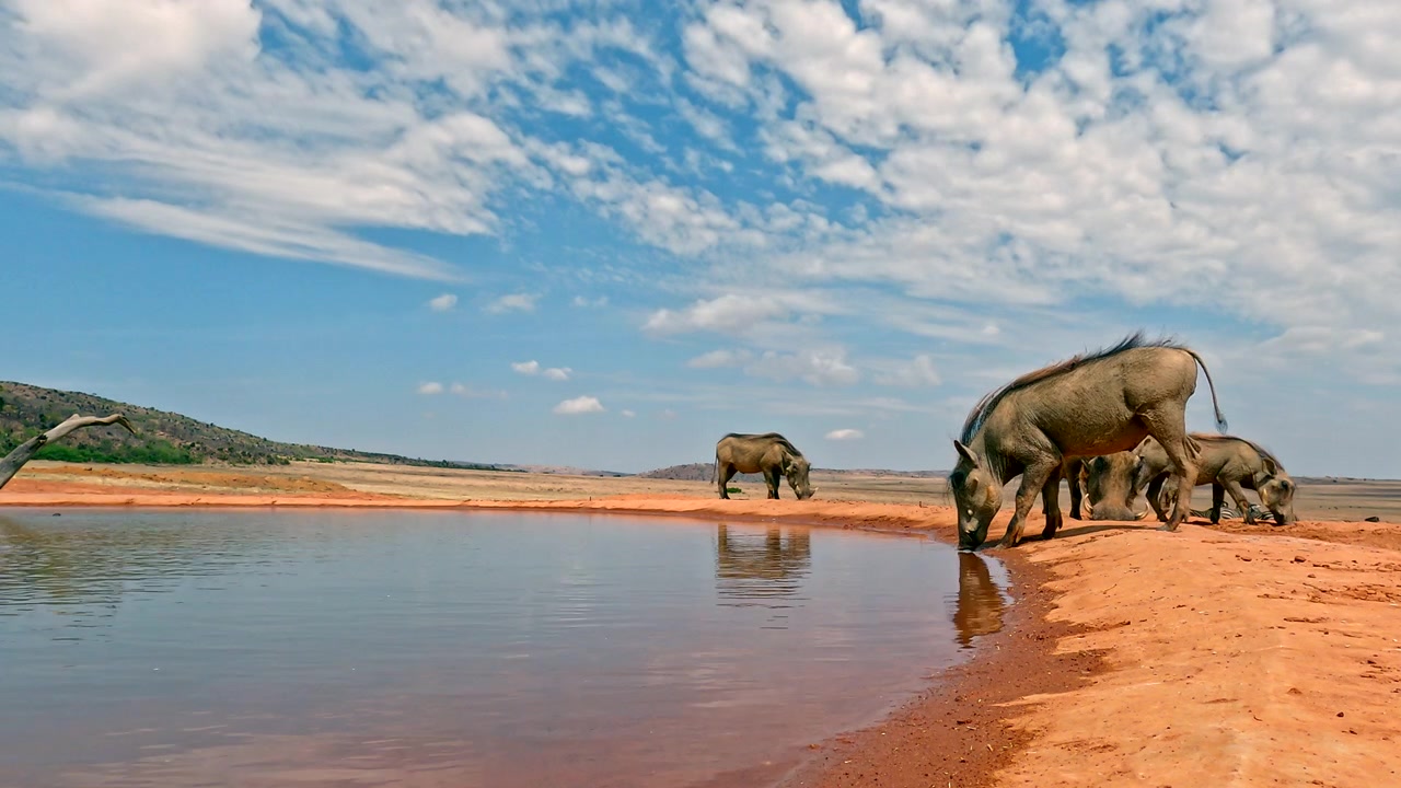 Javali Pumba aproximando-se cautelosamente para beber num bebedouro africano