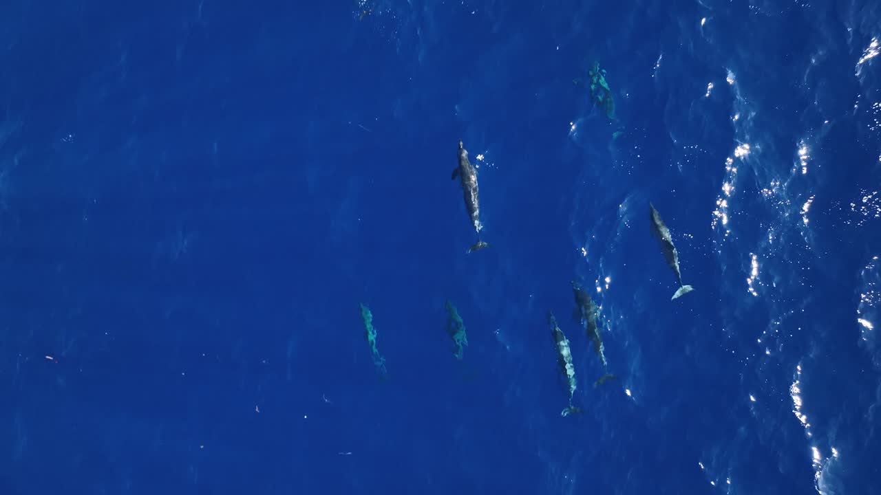 하와이에서 수영하는 돌고래 포드.