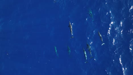 grupo de delfines nadando en hawaii.