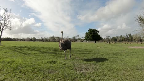 ostrich walking along gimbal smoothly in sanctuary