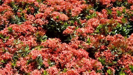 beautiful ixora red bush in sunny day