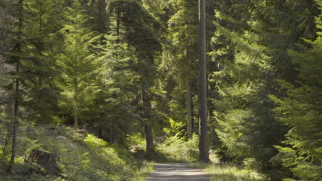 Viejo-Camino-De-Tierra-En-El-Bosque