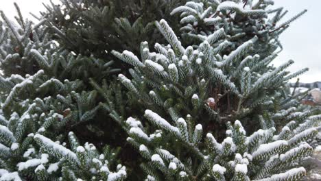 Incline-Hacia-Arriba,-Nieve-En-Agujas-De-árbol-Siempreverde-Con-Cielo-Blanco-De-Invierno