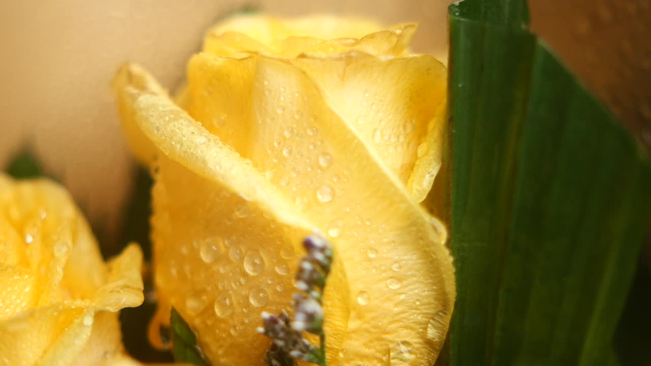 물방울이 있는 노란색 장미의 클로즈업