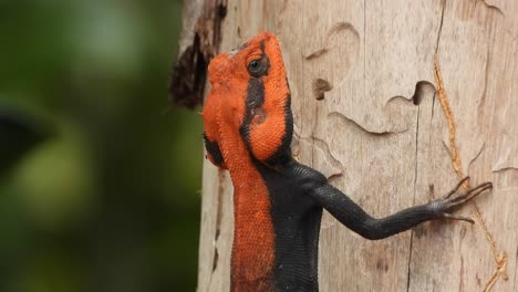 Eidechse-Im-Baum.-Auf-Essen-Warten