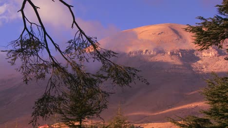 una rama de cedro cuelga frente a las hermosas montañas del líbano