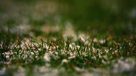 close up shot of green grass covered with some frozen snow