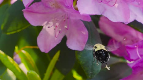 Bestäubung-Durch-Eine-Summende-Hummel