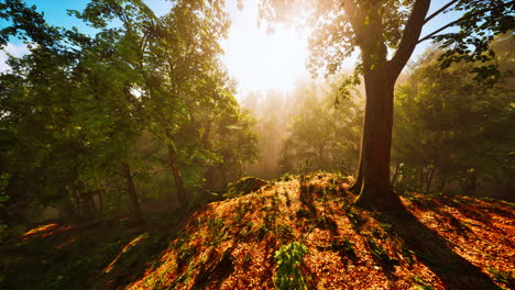 Sun-rays-flowing-through-the-tree-trunks-of-the-evergreen-forest