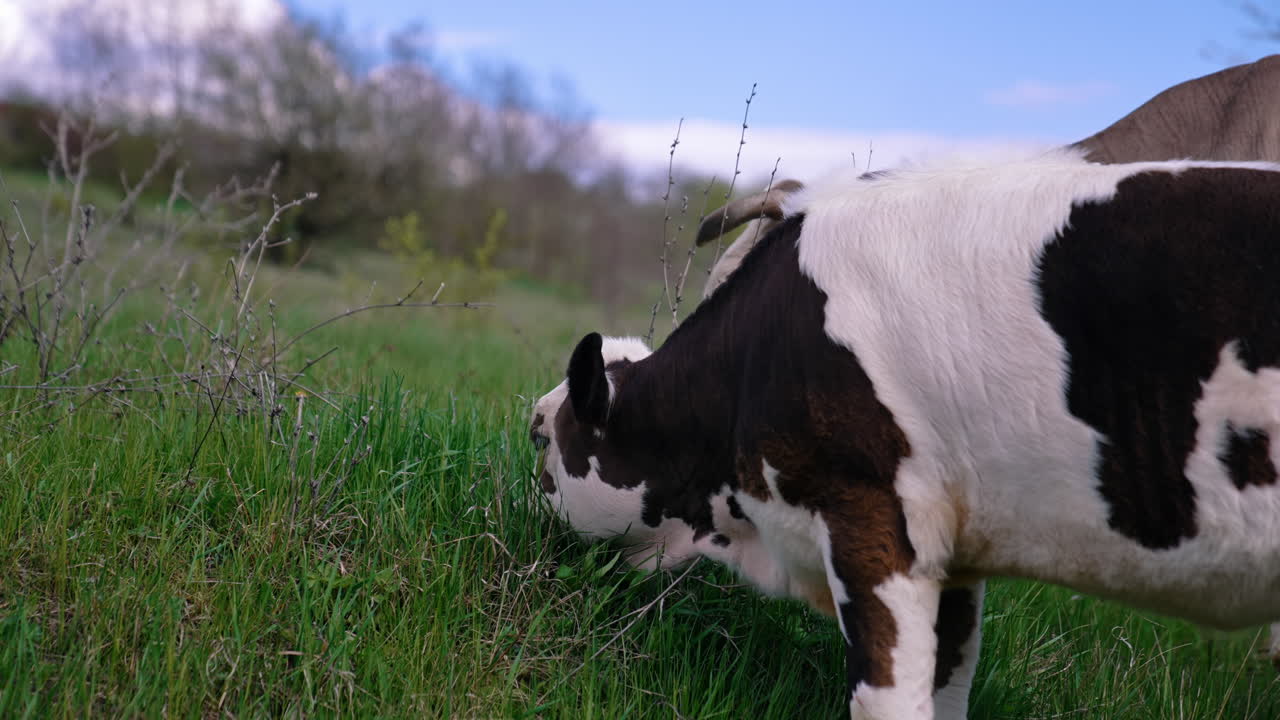 Calf is grazing grass. Black and white cow is grazing on pasture in spring day. Domestic animal on nature background.