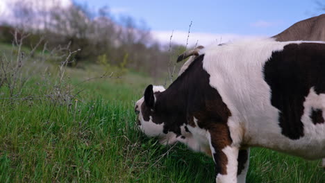 calf is grazing grass. black and white cow is grazing on pasture in spring day. domestic animal on nature background.