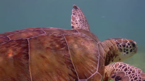 Unechte-Karettschildkröte-Unter-Wasser