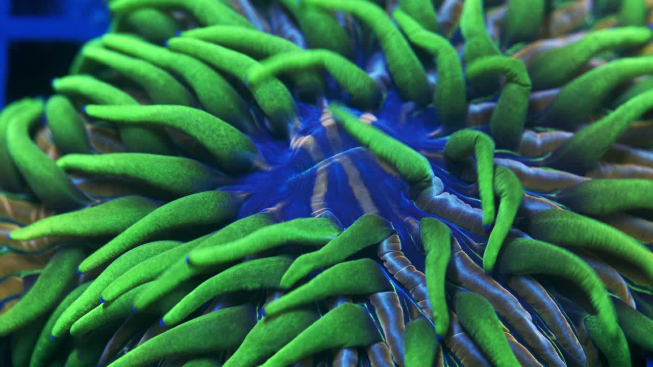 Macro close-up of a Hairy Fungia coral with green tentacles, blue and orange base, and teal stripes, gently swaying under actinic lighting.
