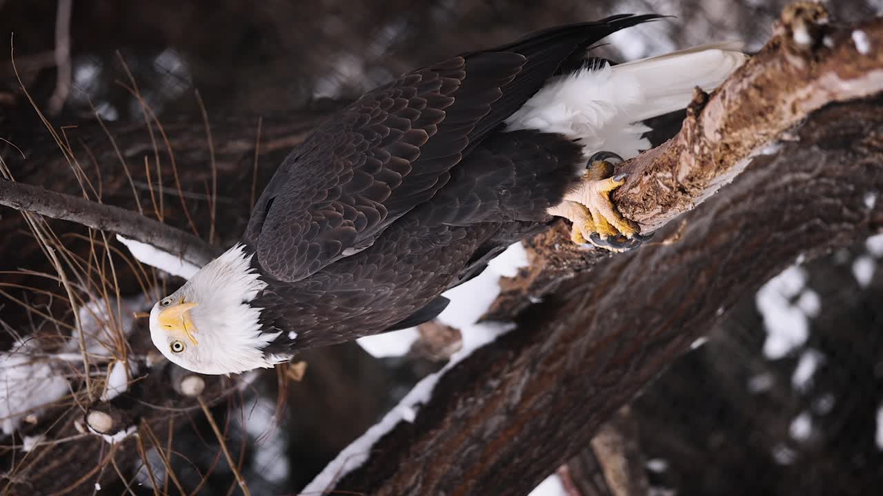Slow Motion vertical footage of a Bald Eagle in a winter forest, looking around at its surroundings.