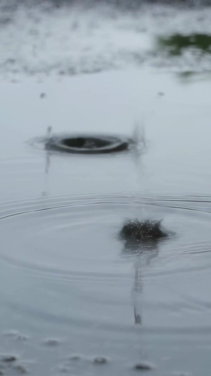 Vertical video: Rippling puddle sending rings on wet ground at grass edge, rain creating crown