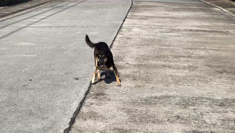 un perro se pasea por un camino tranquilo