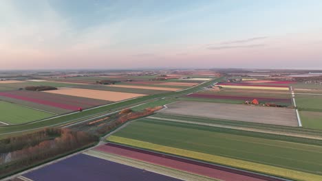 Campos-De-Tulipanes-En-Los-Países-Bajos-6---Amanecer-De-La-Temporada-De-Primavera-De-Holanda-Del-Norte---Droneview-Estabilizado-En-4k