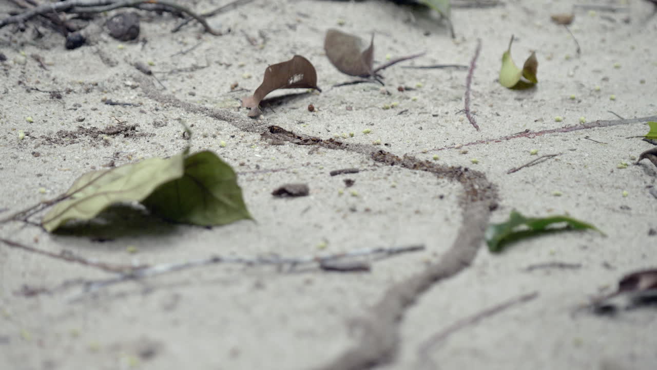 termite activity, mud tunnels and colony behavior in Amazon